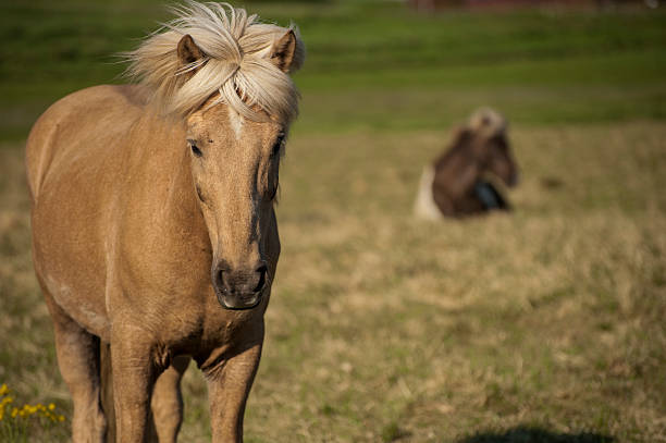 istock Icelandic light brown horse 484105157