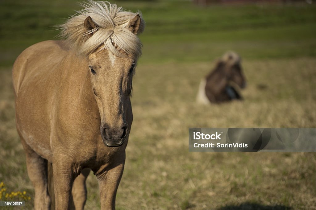 Icelandic light brown horse Icelandic light brown horse in eastern Iceland Blond Hair Stock Photo