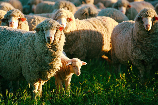 troupeau de moutons agneau sidelight dans la lumière de l'après-midi - lamb merino sheep sheep focus on foreground photos et images de collection