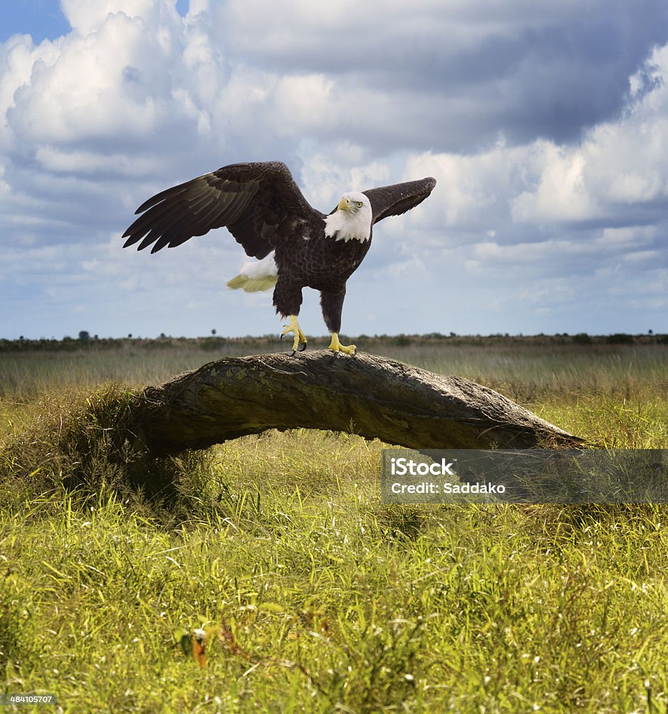 American Bald Eagle American Bald Eagle Perching On A Tree Bald Eagle Stock Photo