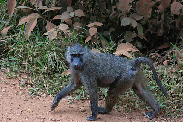 istock Uganda: Young Baboon by the road - Kibale Forest 484105761