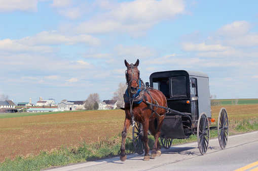 Gap, USA - November 11, 2023. An Amish boy plowing corn field after harvest in Lancaster, Pennsylvania, USA