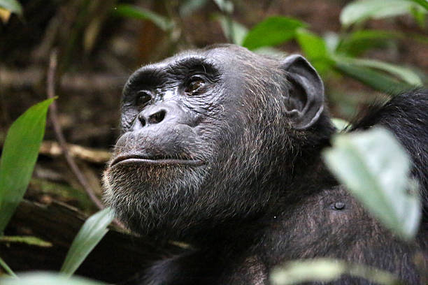 istock Uganda: Close Up of a Chimpanzee - Kibale Forest 484106097