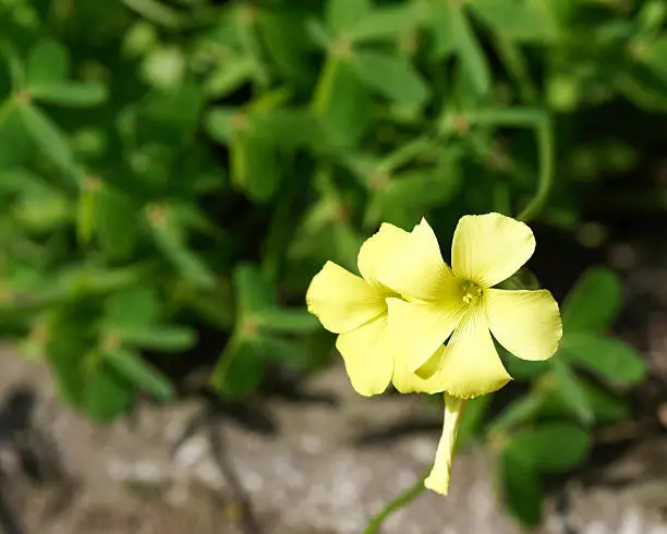 yellow trifolium in my garden 