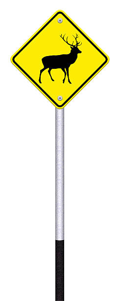 istock beware deer crossing traffic sign,part of a series 484106793