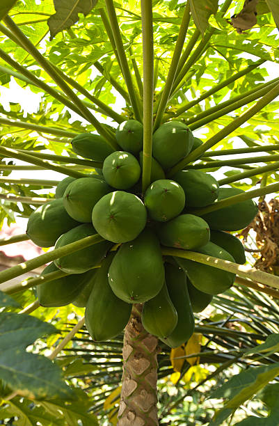 istock Papaya on the papaya tree 484108095