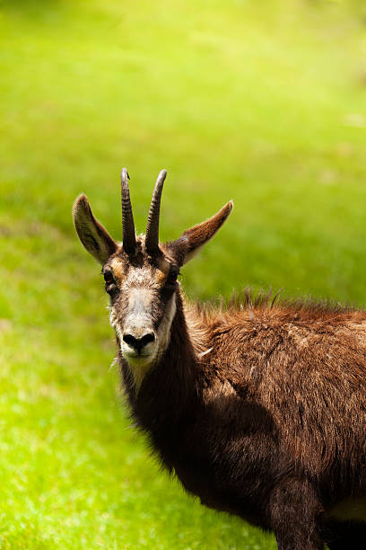istock Gazelle in the pasture 484108363