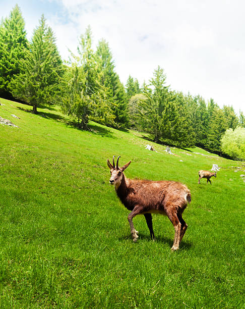 Chamois gazing on a green alpine meadow in Chamonix at the foot of Mont Blanc