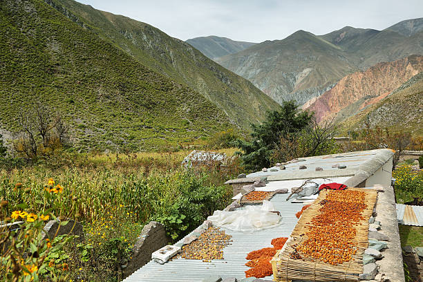 Views of peaches drying and mountains at background Views of peaches drying and mountains at background in the way to San Isidro village, Salta province, Argentina achinoam nini photos stock pictures, royalty-free photos & images