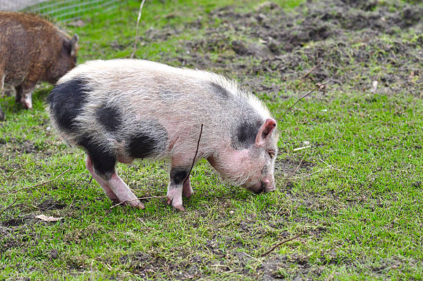 istock Young farm pig is eating on green grass, Netherlands 484111506