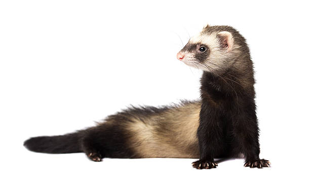 istock Beautiful ferret in full length 484111686