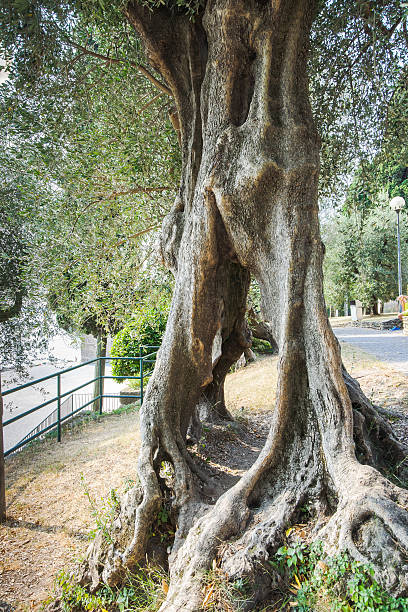 成熟したオリーブの木の幹と通路 - olive tree tree root old ストックフォトと画像