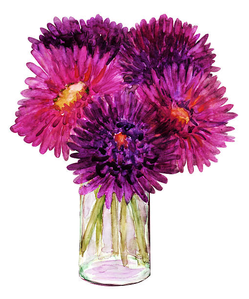 Asters vector art illustration