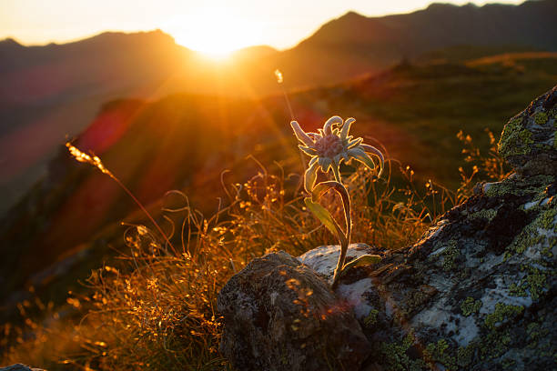 stella alpina - european alps flower north tirol holiday foto e immagini stock