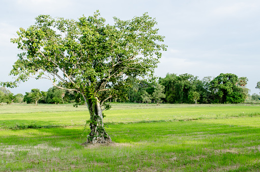 bodhi tree in field in nature