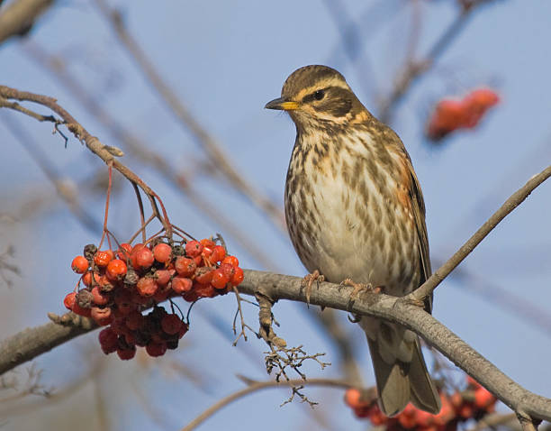 istock Redwing on branch of mountain ash 484119996