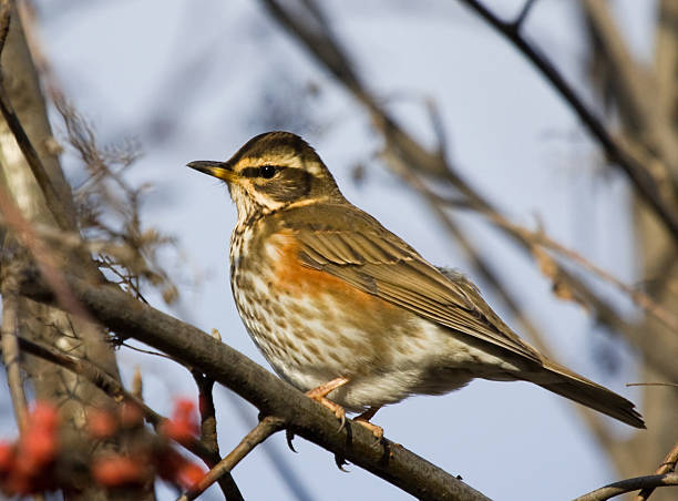 istock Redwing on branch of mountain ash 484119998