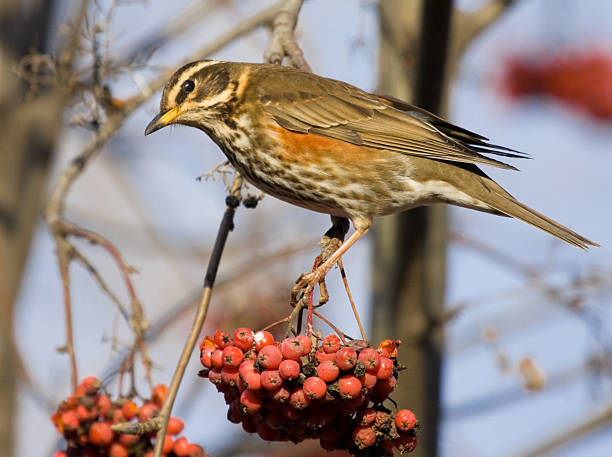 istock Redwing on branch of mountain ash 484120002