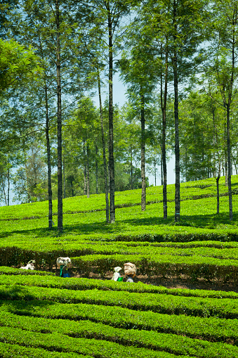 Munnar, Kerala, India - March 18, 2015. Tea pickers picking tea leaves at a plantation in Munnar, Kerala, India.