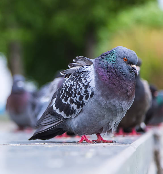 istock Frowning pigeon looking at the camera 484124354
