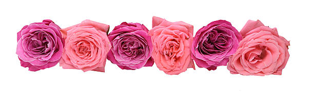 istock Flower head of roses 484124418