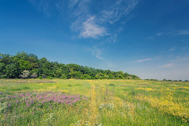 istock field on a background of the sky 484125110
