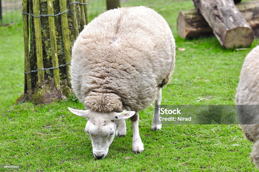 Ovelhas está comendo grama em uma fazenda, Holanda - Foto de stock de 2015 royalty-free