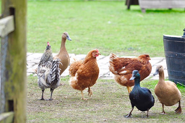 Ducks and hens in a farm, Netherlands