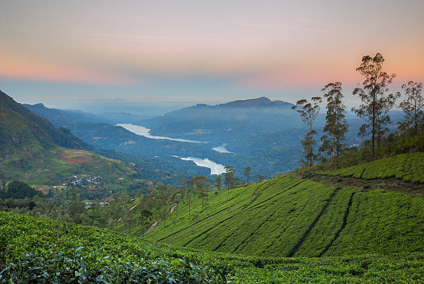 istock Landscape with green fields of tea 484129490
