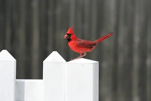 Red Cardinal perched on fence