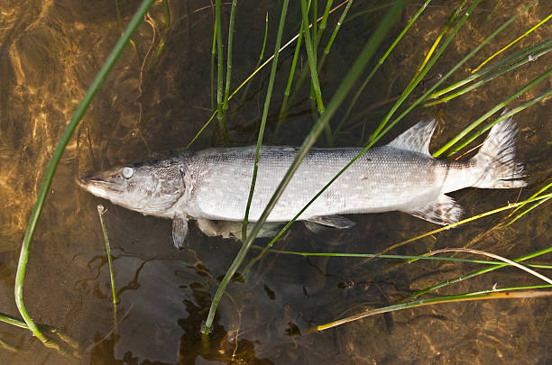 умершие pike - dead animal стоковые фото и изображения