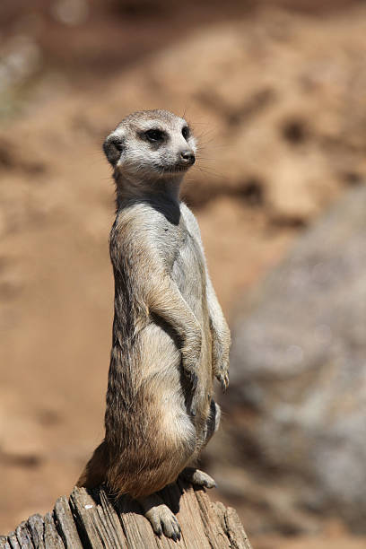 istock Meerkat (Suricata suricatta), also known as the suricate. 484131614