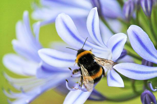 istock Blue violet African Lily,  African (Agapathus africanus) bumble bee 484131770