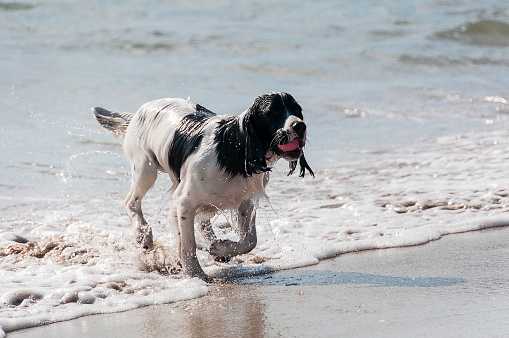 Spaniel dog has retrieved his red ball from the sea. He is wet all over from the swim. The photograph was taken in July in Clifden, Co. Galway, Connemara, Republic of Ireland. 