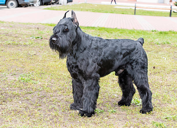istock Giant schnauzer waits. 484132466