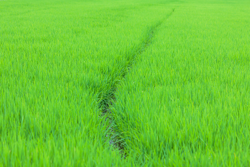 Green rice fields in Northern Highlands of Thailand