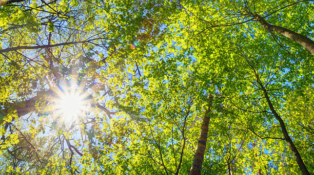 istock Sunny Canopy Of Tall Trees. Sunlight In Deciduous Forest, Summer 484133138