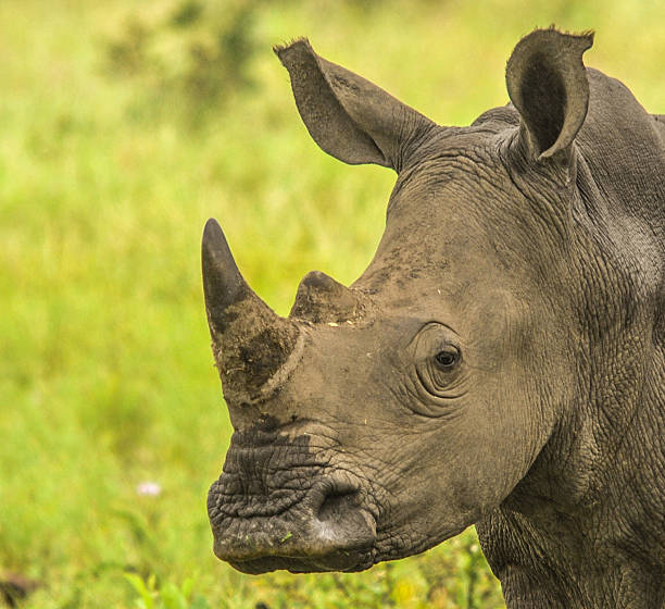 istock White Rhino Portrait 484133220