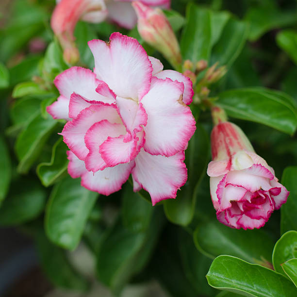 istock desert rose flower, adenium obesum 484133302