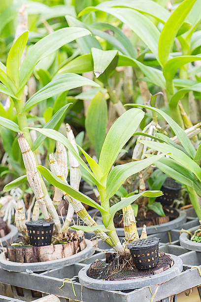istock Ocrhid with yellow granular fertilizer in black basket. 484133810
