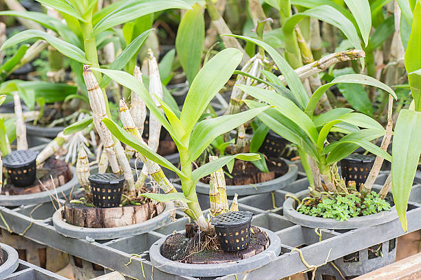 istock Ocrhid with yellow granular fertilizer in black basket. 484133812