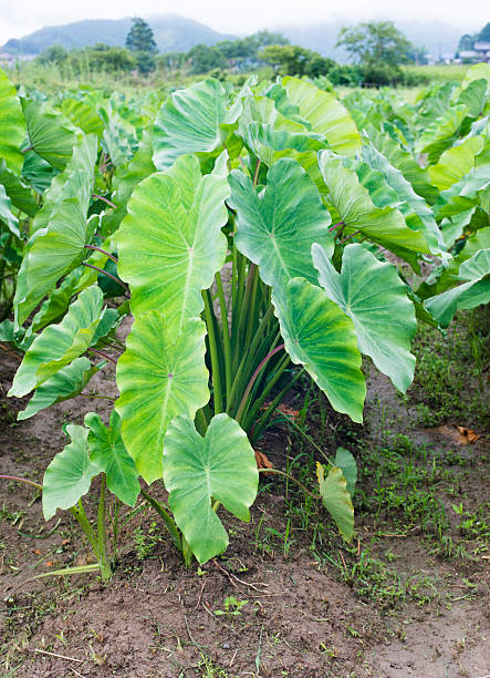 istock Colocasia esculenta 484133894