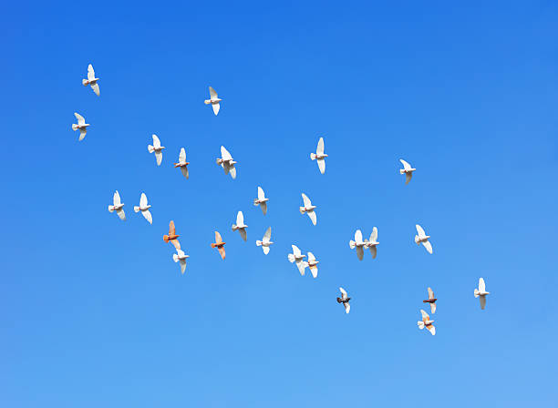istock flock of pigeons flying in blue sky 484134128