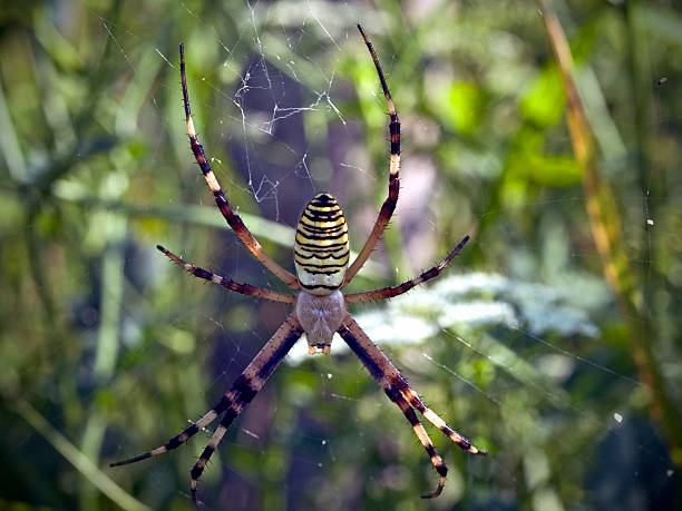 Close-up of Spider and spider web in forest with sunlight.