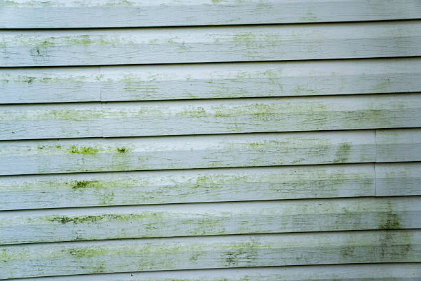 istock Alage & Mold On A House With Vinyl Siding 484137882