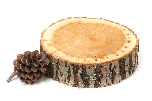 istock cedar cone and wood slice, isolated 484139474