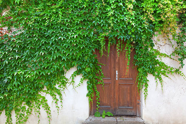 istock Double wooden door surrounded by climbing ivy. 484140084