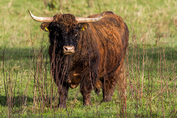 istock Scottish Highland Cow bull 484143180