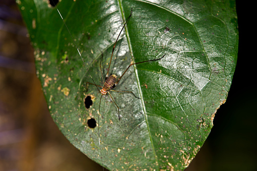 Nymph of Bush cricket (Katydid), Amazon rainforest, Peru