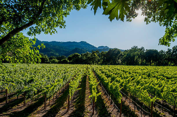 weinberge, napa valley, kalifornien - vineyard napa valley field in a row stock-fotos und bilder